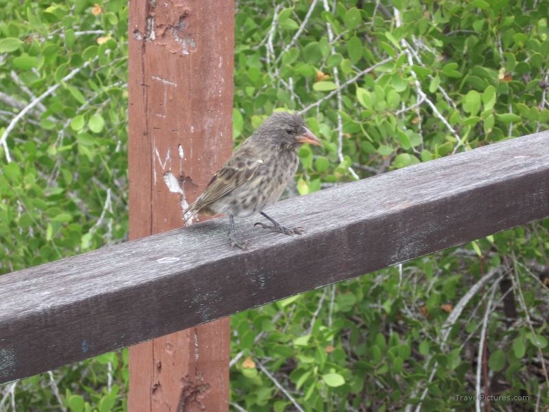 bird
